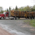 C.D. Blue Forestry -