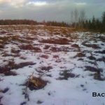 C.D. Blue Forestry - Lot Clearing and Mulching
