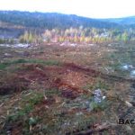 C.D. Blue Forestry - Lot Clearing and Mulching