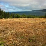 C.D. Blue Forestry - Lot Clearing and Mulching